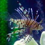 Impact Lionfish Have on Coral Reefs at www.LionfishHunters.org