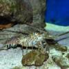 Spiny Lobster
(Panulirus Argus)