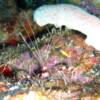 Banded Coral Shrimp
(Stenopus hispidus)