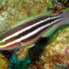 Striped Parrotfish
(Scarus iserti)