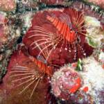 Invasion of the Lionfish at www.LionfishHunters.org