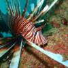 This photo was submitted by Eliot Rotford and was taken at the Jim Atria wreck in 100 feet of water just off the coast of Ft. Lauderdale on August 24, 2010. The lionfish was approximately 5 inches long.