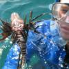 This photo was submitted by Harry Booth. This lionfish was speared while snorkeling in 20 feet of water just off the Copenhagen on October 2, 2010 at 1:30 P.M.  His body length was 6-1/2 inches long.
