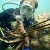 This photo was submitted by Harry Booth. This 8" black lionfish was terminated off Anglins Pier off the coast of Ft. Lauderdale in 28 feet of water on March 16, 2011. 