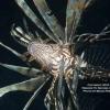 This photo was submitted by Wes Gruver for Brian Perry with Window to Nature, LLC. On August 18, 2010 they hit the “Yellow Brick Road” off the beach in Hollywood, Florida.  They saw 7 lionfish and shot 5.