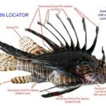 Lionfish Fin Locator - Diagram of location of Venomous Spines
