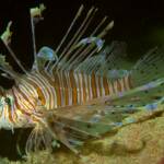 New species of Scorpionfish
(Pterois andover)