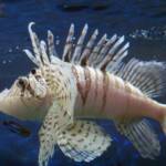 Become a Lionfish Tracker for Vone Research at www.LionfishHunters.org